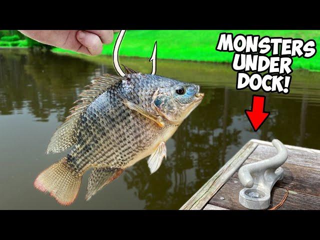 LIVE BAITING for dock MONSTERS! (GIANT LIVE BAIT)