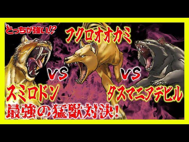【どっちが強い】スミロドンとフクロオオカミとタスマニアデビルが対決！最強牙動物のバトルロイヤルに勝つのはどっちだ!?【漫画】