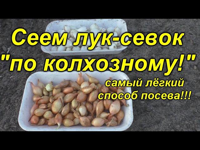 "Колхозный" способ посева лука-севка! Легко и просто!