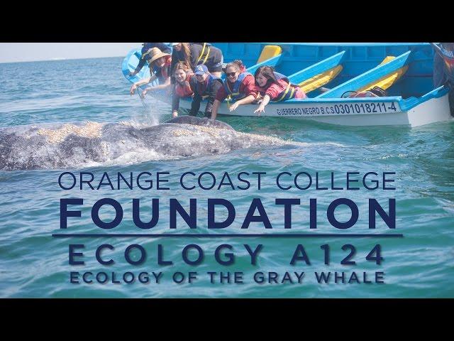 ORANGE COAST COLLEGE FOUNDATION: Ecology Of The Gray Whale