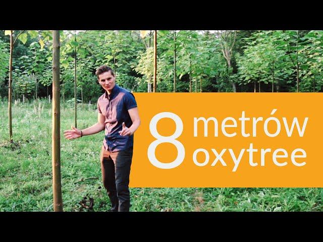 Oxytree - mała plantacja, doskonałe efekty