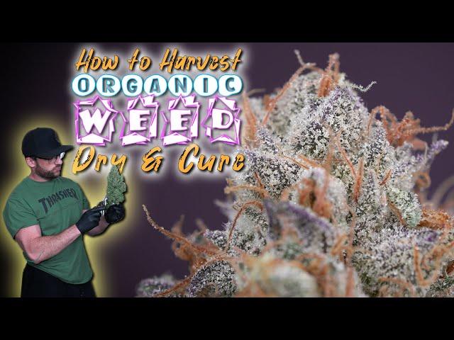 HOW TO HARVEST, DRY & CURE WEED EASILY | ORGANIC MULTI STRAIN RUNS