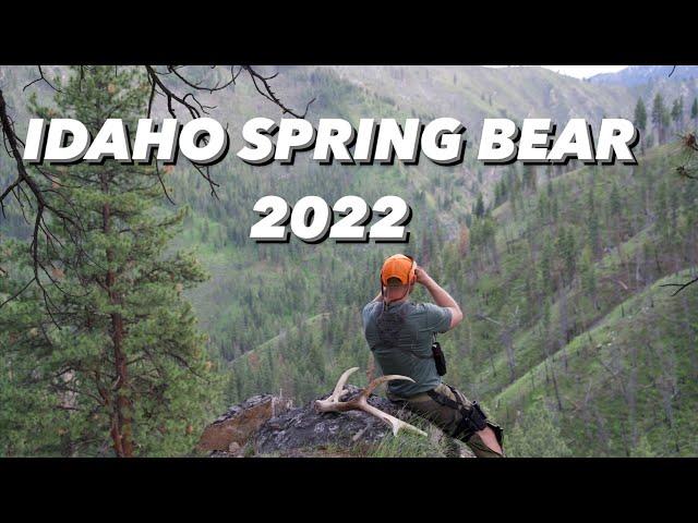 IDAHO SPRING BLACK BEAR HUNT 2022: A TASTE OF THE WILD