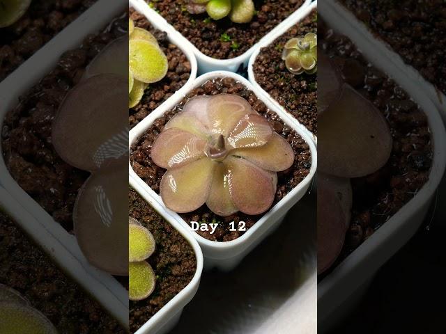 Day 12. 2025/3/25 watering my pink Pinguicula Pirouette #plants#farmer #healing#relaxing#water#成長記録