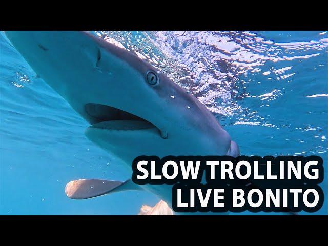 Slow Trolling Live Bonito!