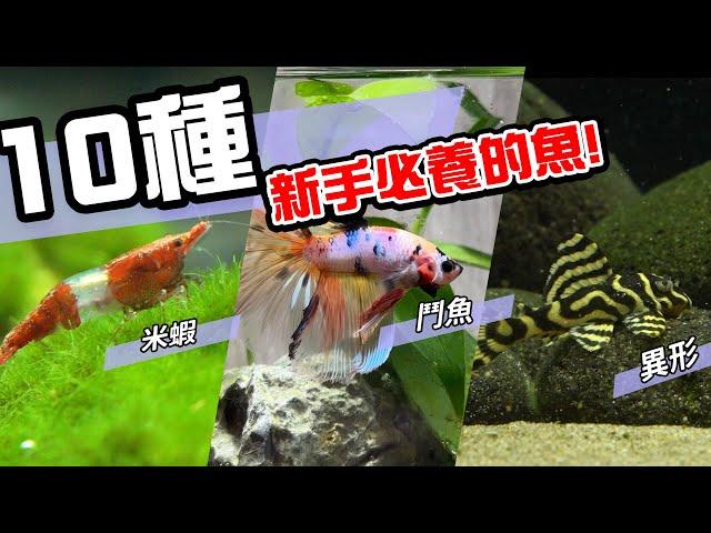 10種激推!給新手的魚~養這些!讓你告別養魚殺手~【憩魚水族】