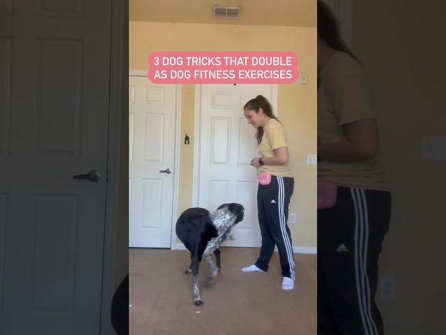Dog tricks or dog fitness? Both! #dogfitness #dogshorts #dogtraining #dogtricks #doglife #dogowner