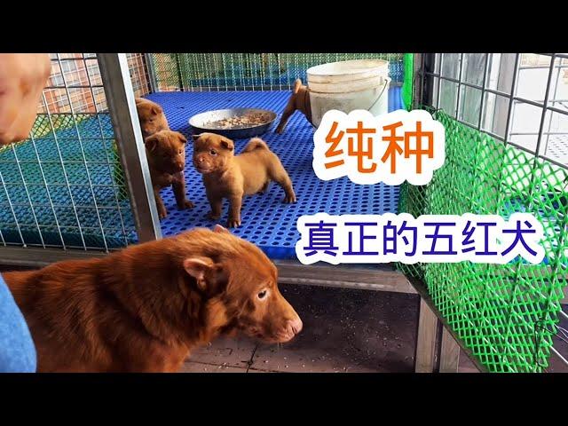 真正的五红犬，中华田园犬最贵的品种，短耳朵才是它的亮点