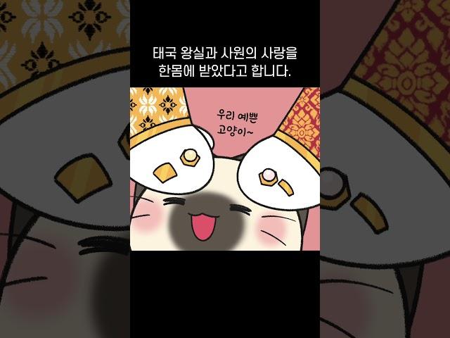집사에 대한 애정이 깊은 고양이, 샴