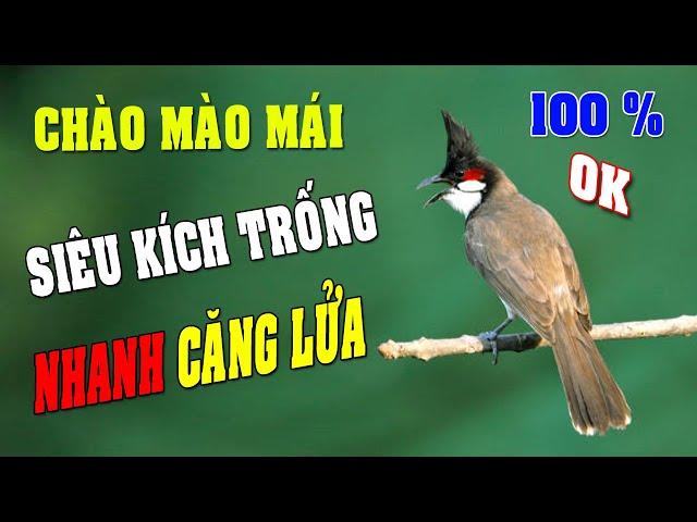 CHÀO MÀO MÁI KÍCH TRỐNG CĂNG LỬA  - CÁCH KÍCH LỬA CHÀO MÀO SỔ BỌNG HÓT CHÉ #chàomàohót