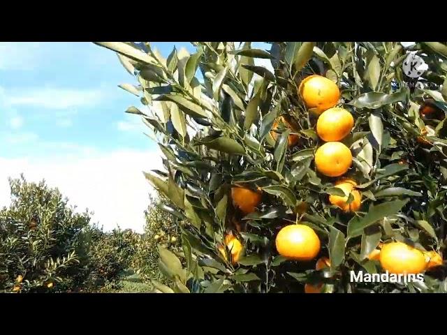 Canoelands orchards, NSW 2022. Orange picking, Australia