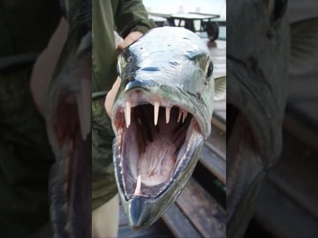 Beware the Barracuda  The Underestimated Assassin of the Ocean! #wildlife #barracuda #animalfacts