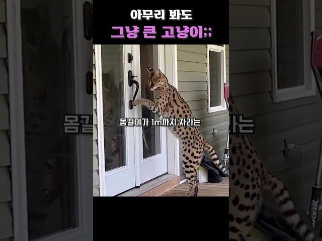아무리 봐도 그냥 고냥이;;