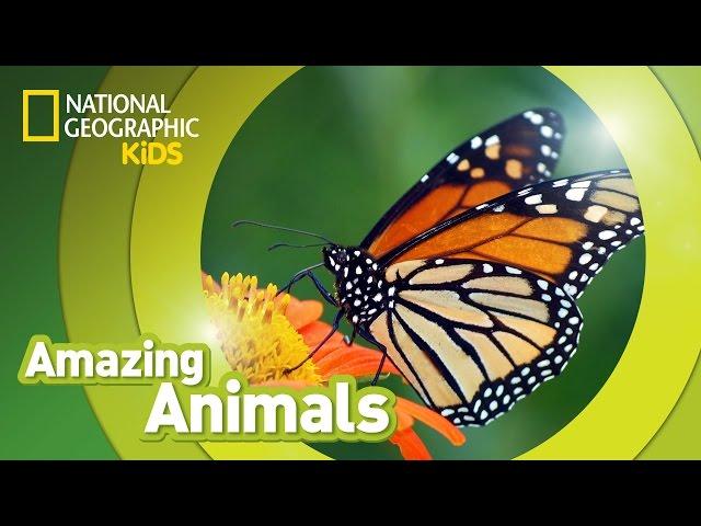 Monarch Butterfly | Amazing Animals