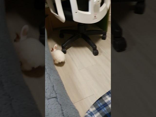 Petite lapine mignonne