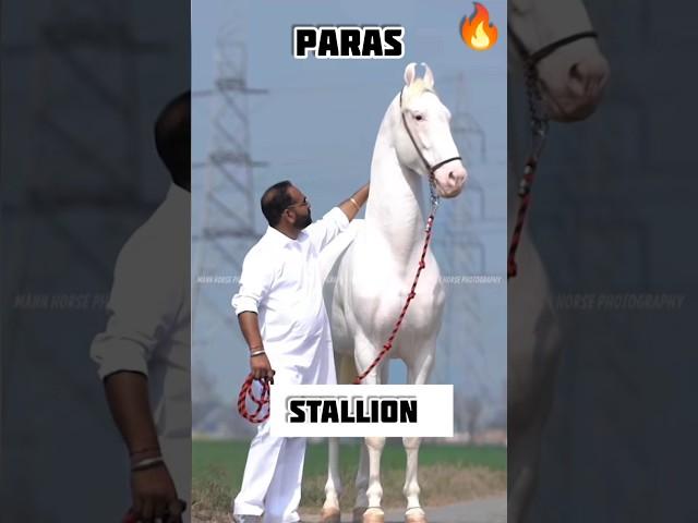 #shorts Marwari horse stallion Parasji Studfarm #marwarihorse #viral #horse #trending #yt #anime