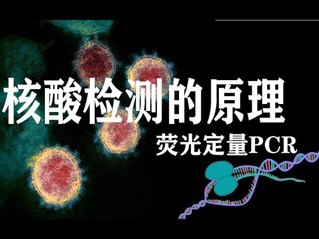 3分钟了解核酸检测的原理——什么是荧光定量PCR