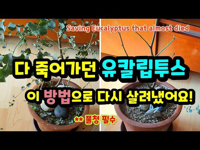 다 죽어가던 유칼립투스, 이 방법으로 다시 살려냈어요! Saving Eucalyptus right before death