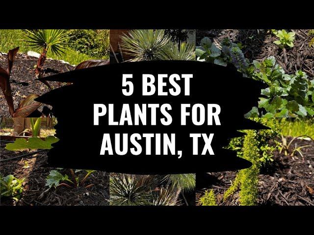 5 Best Plants for Austin Texas