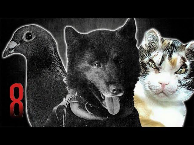 8 Of The Most HEROIC Animals