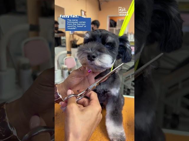 CUTE! From Schnauzer To Teddy Bear 