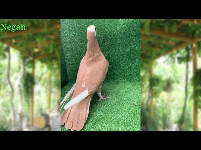 Top 10 Most Beautiful pigeons Melbourne  || Negah نگاه ||