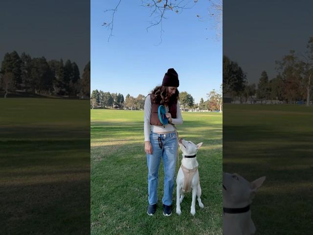 How I exercise and train my dog Yuki  #dogshorts #pets #puppy #dogtraining #doglover #dogowner