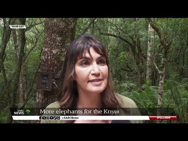 Knysna Forest | Reintroduction of more elephants