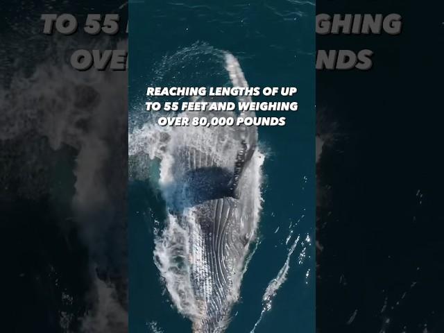MEET THE HUMPBACK WHALE 