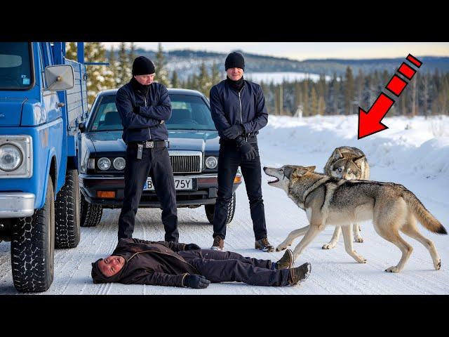 The bandits were extorting money from the truck driver, but then the wolves appeared! Real story!