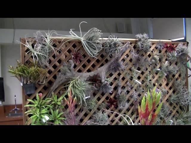 Barry Landau's Tropical Planet - San Fernando Bromeliad Show 2016