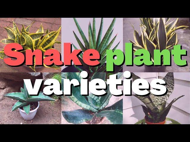 15 types of snake plant varieties to grow indoor