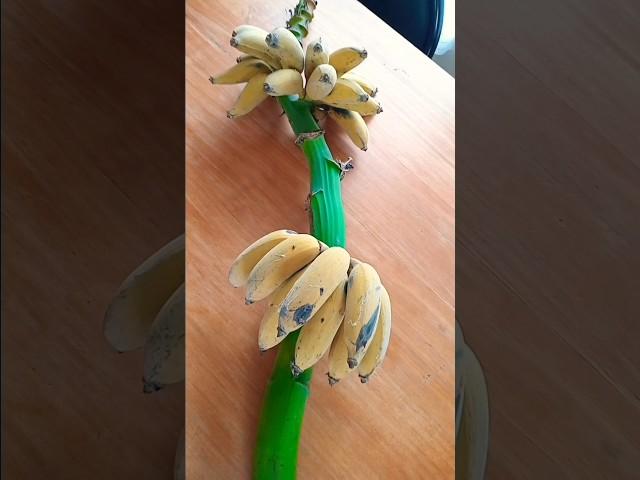 Homegrown Bananas 