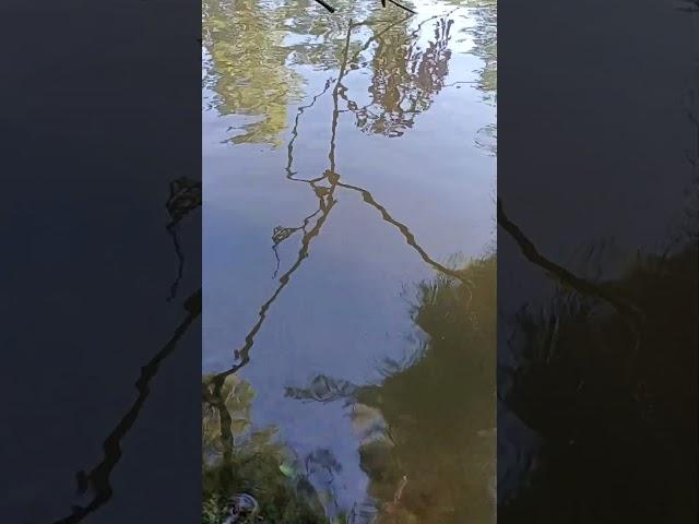 Reflejo 105 naturaleza mágica #nature #imagination #birds #handpan #meditation #love #virlshorts