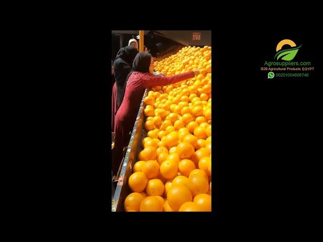 Valencia orange suppliers in Egypt