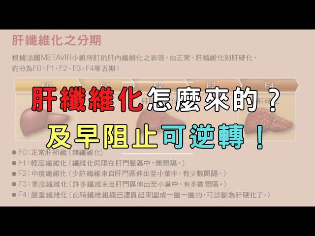 肝纖維化怎麼來的？及早阻止可逆轉！｜好心肝˙好健康