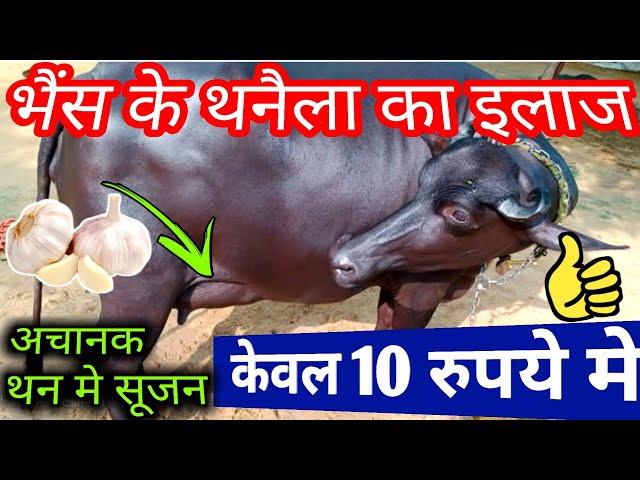 थनैला रोग का 100% देशी इलाज | Mastitis Treatment | भैंस के थन मे सूजन | pashu me thanela rog !