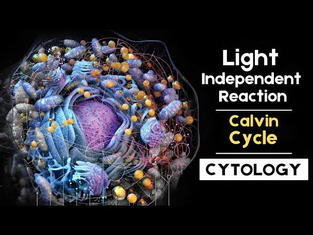 light independent reaction | The Calvin cycle | #cytology