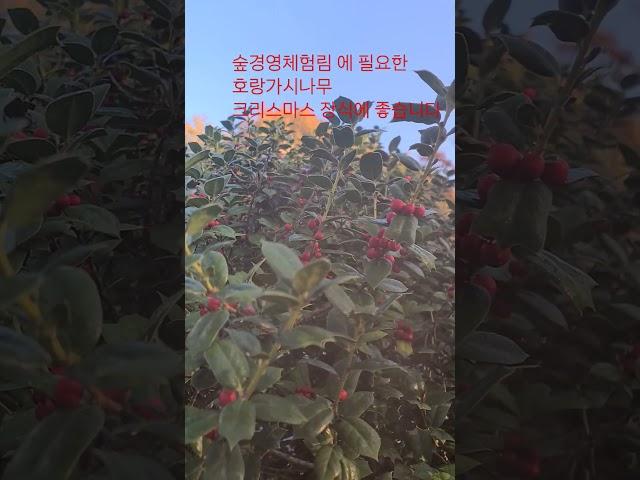 숲경영체험림 호랑가시나무 산림 임업 농업 조경수 수목윈 휴양림 숲속야영장 숲해설사 유아숲지도사 숲길등산지도사 크리스마스장식 약초 귀농귀촌정보 귀산촌 약용식물 임업후계자 6차산업