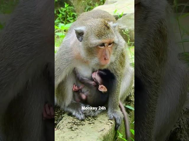 #deedee#devi#jenifer #monkeyupdate #babyanimal #luno #monkeychannel #babymonkey #cute #newbornmonkey