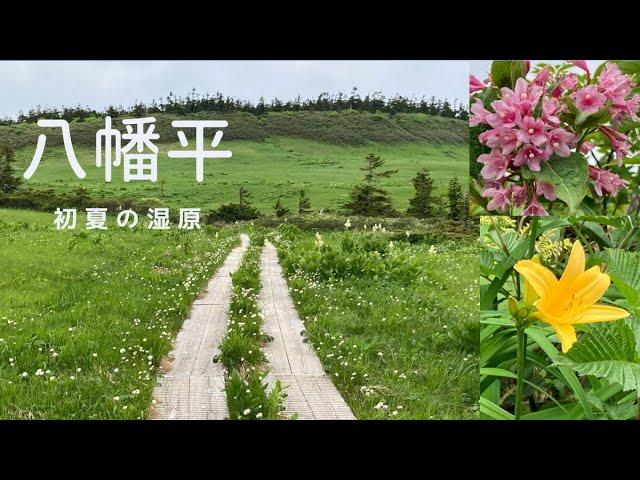 『八幡平』ワタスゲの湿原　初夏の東北旅行は良い避暑地　Hachimantai,Japan