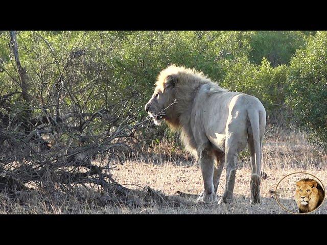 Casper The White Lion And Satara Pride Move To New Territory