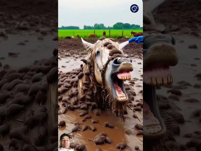 alpha geography #alpha geography 2shorts#viralshorts #trendingshorts #animals #horse#help #humanity