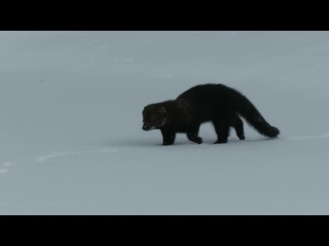 Fisher cat (?) in Vermont Snow