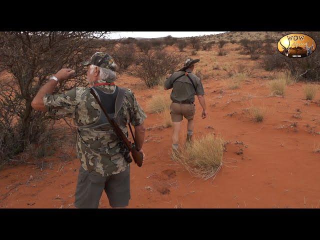 Buffalo in the Kalahari - Brutal 4 hour stalk