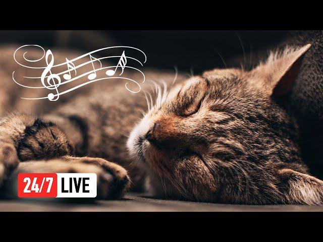  Relaxing Music for Cats (LIVE 24/7) Peaceful Piano Music with Cat Purring Sounds