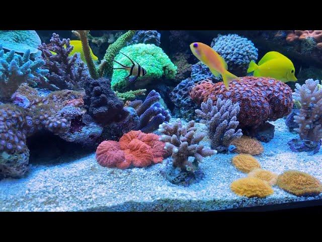 shallow reefing  2020