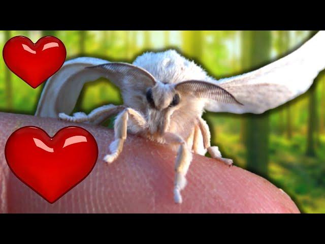 Raising Silkworms to Silkmoths (Bombyx mori) / MothCycles