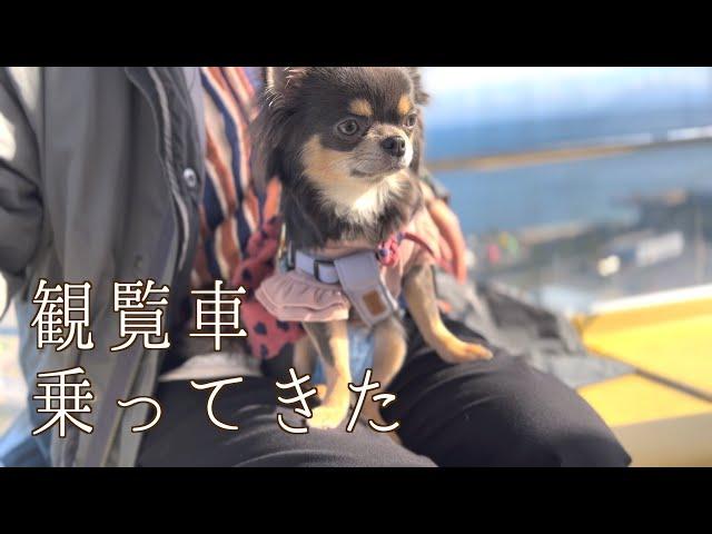 【犬と旅行Vlog】淡路島の定番観光スポットは間違いなく大満足できる場所でした