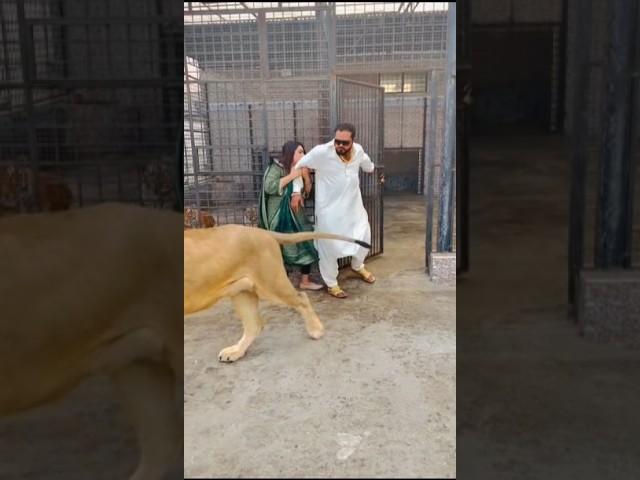 Lion Ha Billi Nahi  #animals #ytshorts #lion mian Saqib #petlover